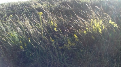 MMM_the edge of Jacksons field on City Way - ladies' bedstraw - and it looks like ragwort (Thelma West)