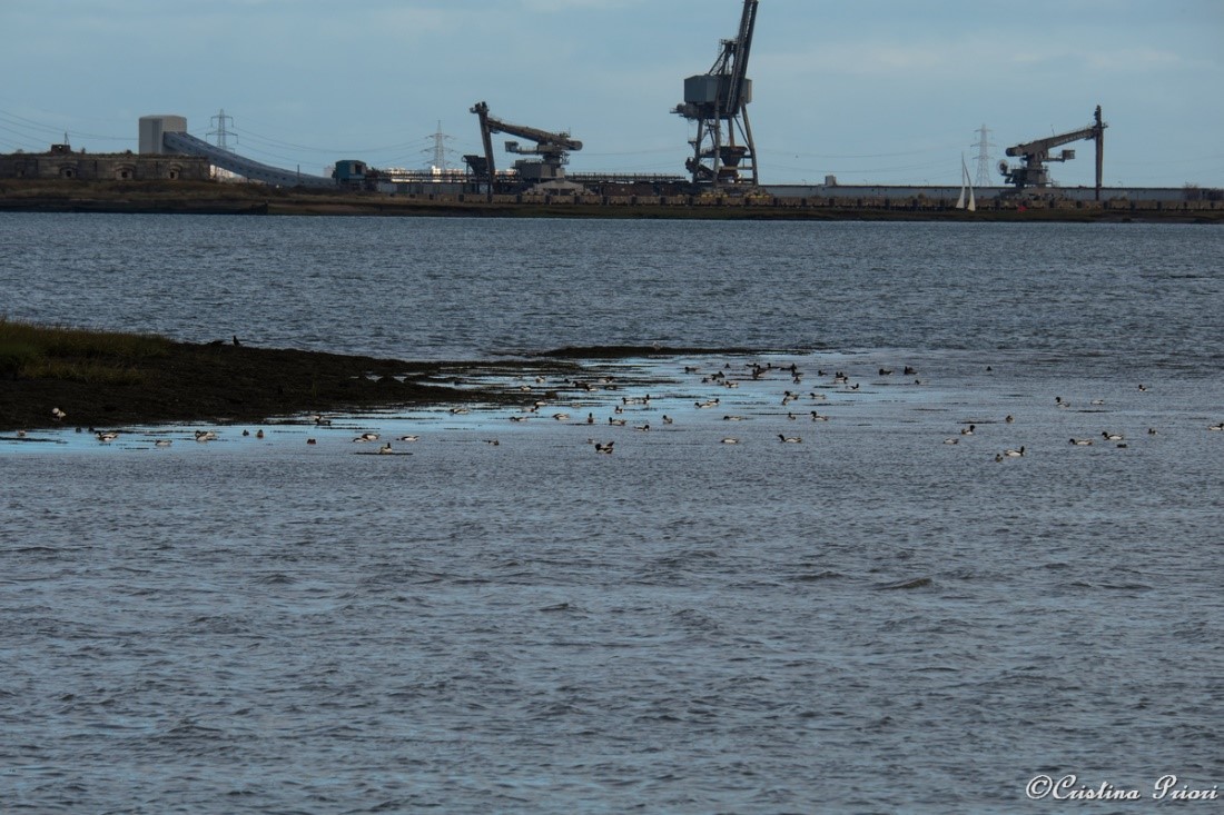 Shelducks and Brent geese feeding with the industrial Medway in the background